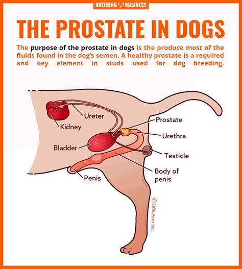 Prostate Problems in Dogs – Hypertrophy, Prostatitis, Cancer & Cysts