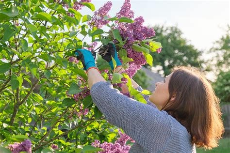 Pruning Shrubs In Winter | Jung Seed's Gardening Blog