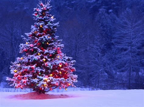 Light Covered Snowy Christmas Tree - High Definition, High Resolution HD Wallpapers : High ...