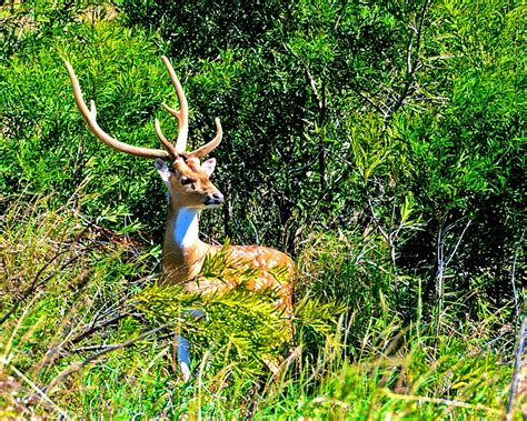 Molokai Hunting Archives | BowhuntHawaii.comBowhuntHawaii.com