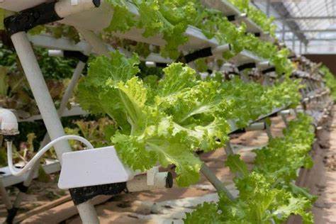 Hydroponic Farming Tips - Ideas, Benefits | Agri Farming