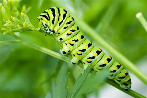 Feeding butterfly larva | I think this is a swallowtail. The… | Flickr