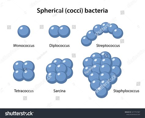 Types Coccus Bacteria Coccus Morphology Microbiology 库存矢量图（免版税 ...