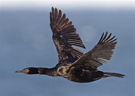 Juneau Audubon Society: Why Pelagic Cormorants stay through the winter.