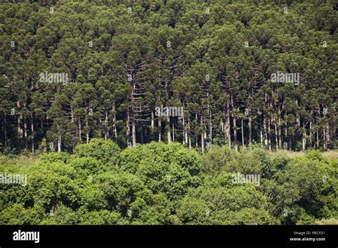 Araucaria forest hi-res stock photography and images - Alamy