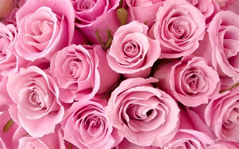 Pretty Pink Roses - Roses Wallpaper (34610946) - Fanpop