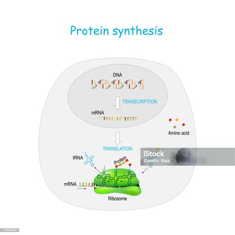 Transcription And Translation Animation