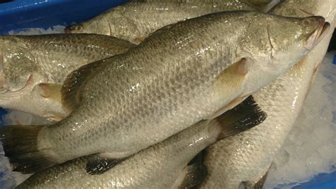 Whole Barramundi - Casula Fish Market