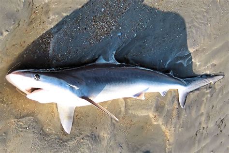 Baby 6 | May 2, 2010 - Baby Sand Tiger Shark washed up on th… | Flickr