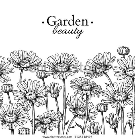 Daisy Flower Border Drawing Vector Hand Stock Vector (Royalty Free ...