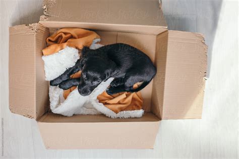 "Puppy Rests In A Chewed Cardboard Box" by Stocksy Contributor "Rebecca ...