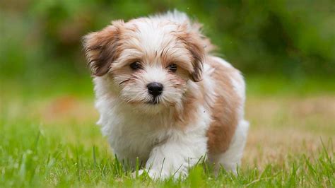 Puppy Care — 3 B's Havanese