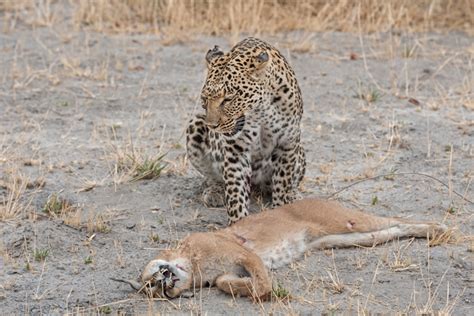 Cat fight: leopard vs. caracal - Africa Geographic