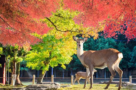 What is The Nara Deer Antler-Cutting Ceremony? - GaijinPot