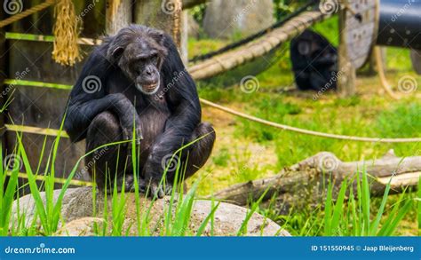 Closeup Portrait of a Western Chimpanzee, Critically Endangered Primate ...