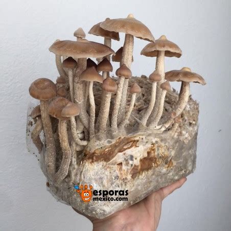 Psilocybe zapotecorum Jalisco