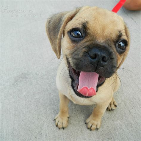 Get Mixed Up With These Precious Puggle Puppy Pictures!