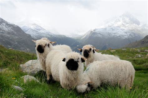 BLACK NOSE SHEEP by mc27 | Sheep breeds, Valais blacknose sheep, Breeds