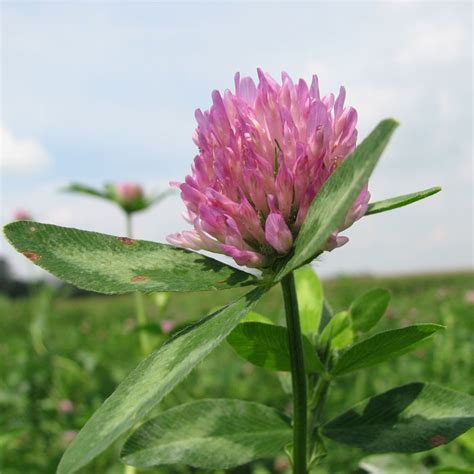 VNS Common Medium Red Clover - Best Forage