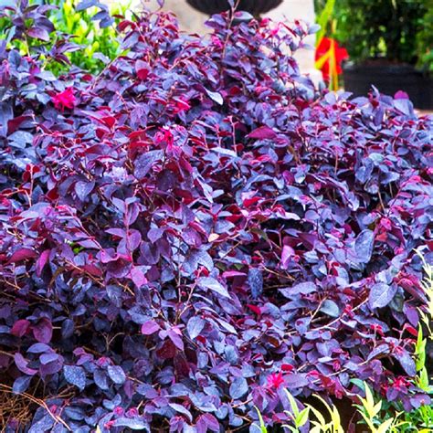 Red Diamond™ Loropetalum For Sale Online | The Tree Center