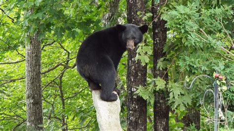 Acrobatic Bear Photograph by Cheryl King - Fine Art America