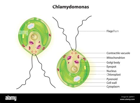 Chlamydomonas chloroplast Cut Out Stock Images & Pictures - Alamy