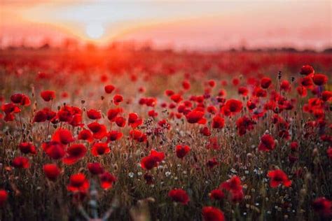 Red Poppy Flower Importance - All You Should Know | Source