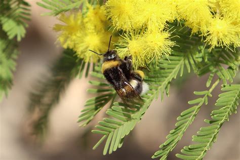 Bumblebee Pollination Mimosa - Free photo on Pixabay - Pixabay