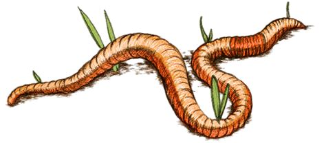 Discover 141+ earthworm drawing easy latest - seven.edu.vn