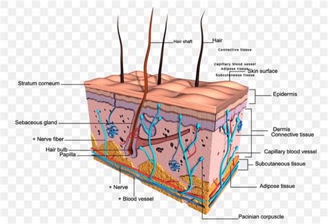 Integumentary System Diagram Drawing / How To Draw The Diagram Of Human Skin Easily Youtube ...