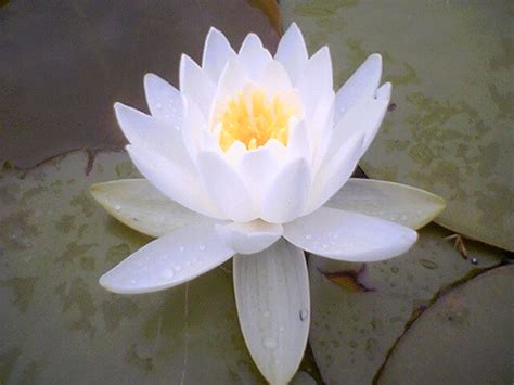 Lotus flower | Indian lotus flower, one of many seen in a po… | Flickr