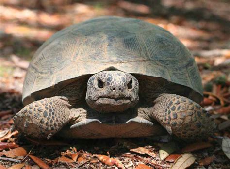 Lesson from a Tortoise – Western Confluence