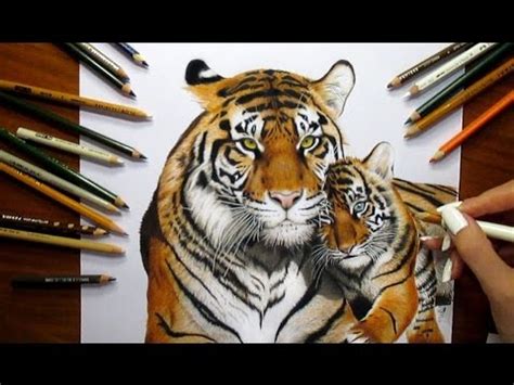 Tiger Colour Pencil Drawing - bestpencildrawing