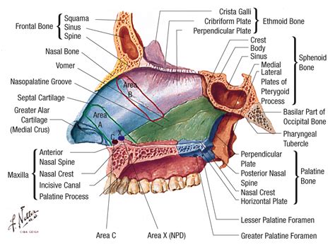 Location and Gross Morphology of the Nasopalatine Duct in Human Adults | Law and Medicine | JAMA ...