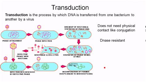 Transfection Transduction Transformation