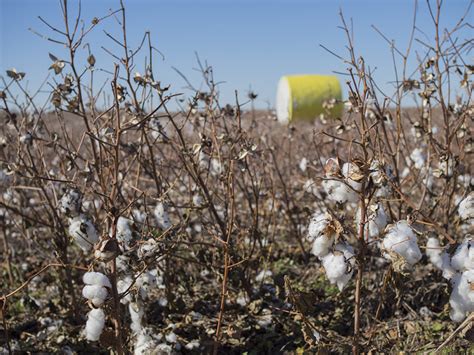 Utilizing Heat Units in Oklahoma Cotton Production | Oklahoma State University