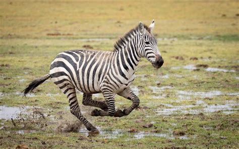 One Adult Female Zebra Running through Muddy and Wet Grass in Amboseli National Park Kenya Stock ...