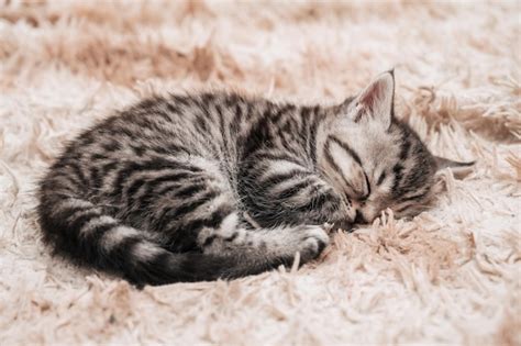 Premium Photo | Closeup of a cute striped kitten sleeping in a fluffy ...