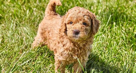 Mini Goldendoodle Poodle Cross Breeds, Poodle Mix Breeds, Poodle Mix Puppies, Teddy Bear Puppies ...