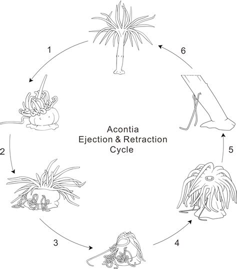 A detailed observation of the ejection and retraction of defense tissue ...