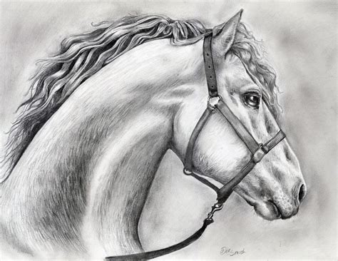 Beautiful Horse Drawing in Pencil