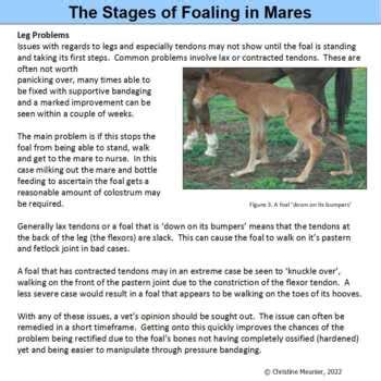 Stages of Foaling Fact Sheet by Christine Meunier | TpT