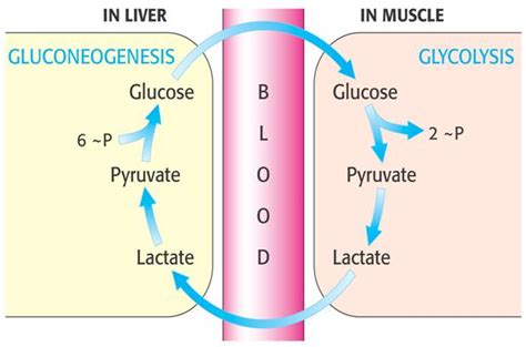 Medicine Newbie: Cori Cycle