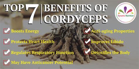 Top 7 Benefits of Cordyceps | Dynamic Nutrition