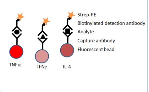 Multiplex analysis of cytokines | British Society for Immunology