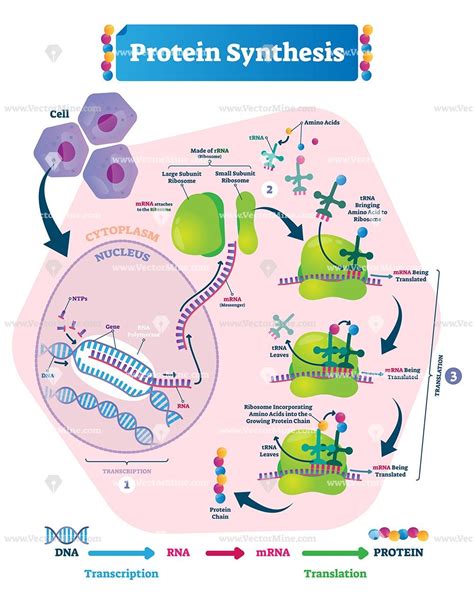 Protein synthesis vector illustration. Labeled transcription and ...