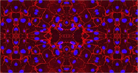 Cardiovascular Biology: Cells of the Cardiovascular System | Bio-Techne