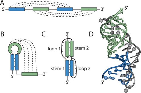 Tertiary Structure Of Rna