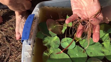 How to grow water lilies in a bowl? Step by step guideline