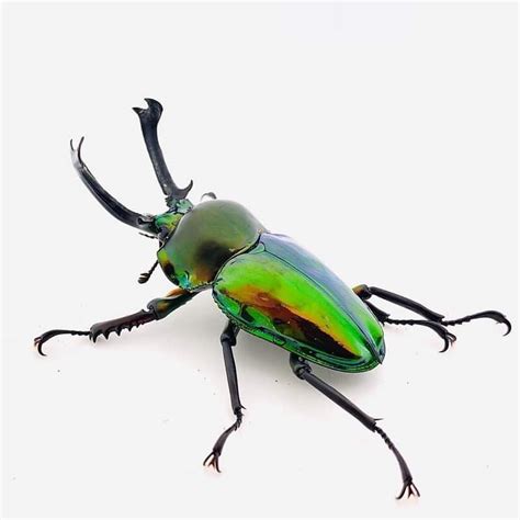 Rainbow Stag Beetle Larvae (Green) – JamJam Exotic